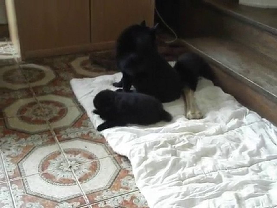 Tata Diam's joue avec les BB de vitaa