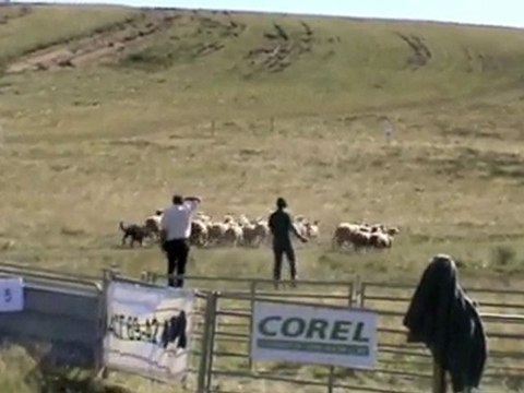 Tchad beauceron en concours troupeau