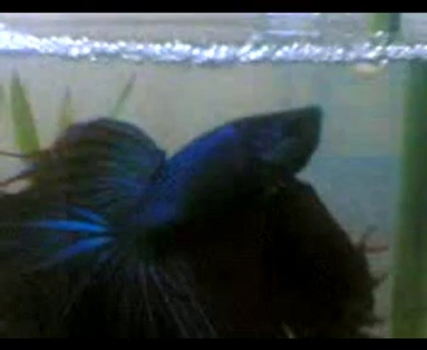 halfmoon betta