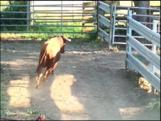 Débarquement des toros de la féria de Beaucaire