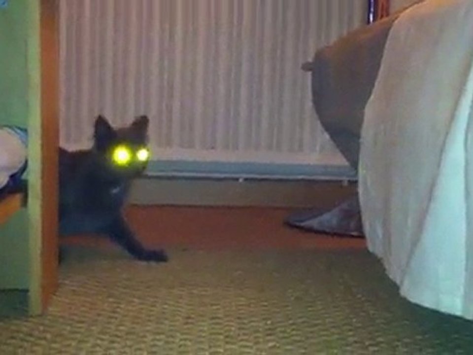 Chatte aux yeux rayons laser