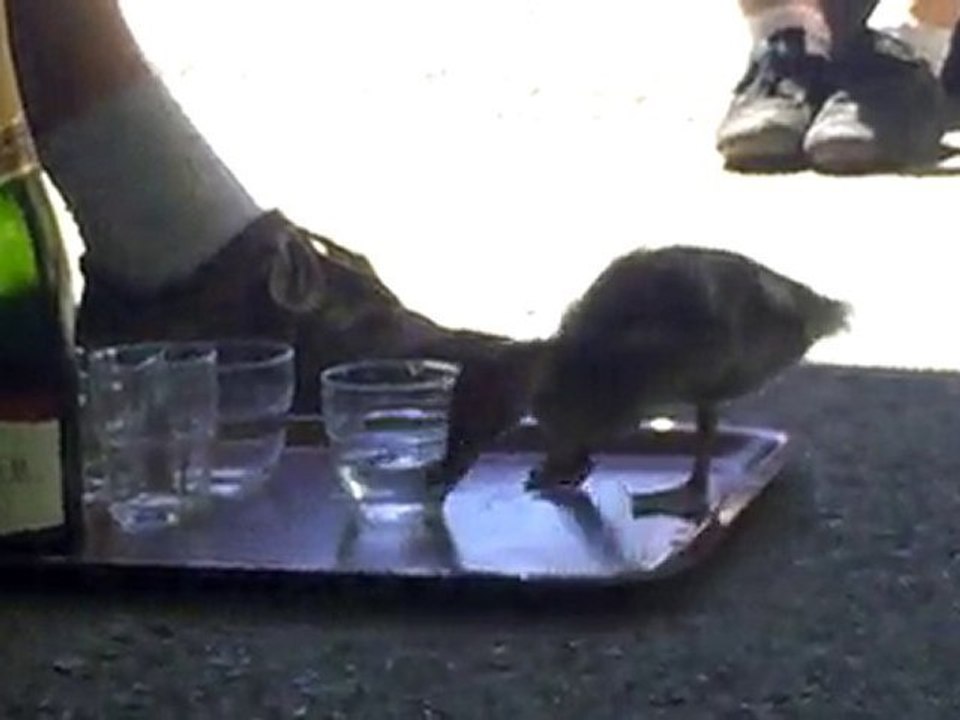 Piou Piou l'alcoolo!