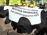 Quote latte, la protesta degli allevatori e di Onestina...