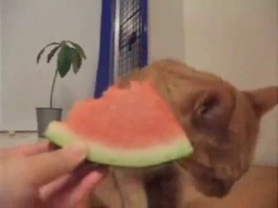 Un chat qui adore la pastèque