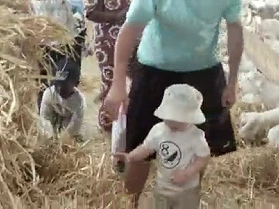 Maxime nourrit les chèvres