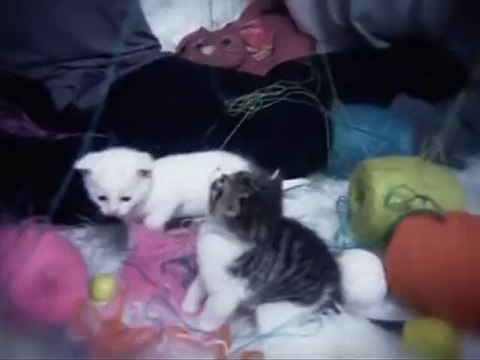 Melih Ünen - Kedi Gibi [ Video Klip 2010]