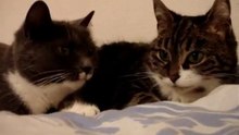 Кошечки беседуют