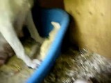 Chiot dogue argentin qui goute le lait pour la 1ère fois