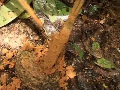 Technicien Informatique Orpaillage