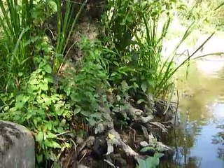 Kermit dans l'Yon au Piquet nr2