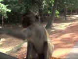 Reportour : En direct, Les singes d'Angkor !