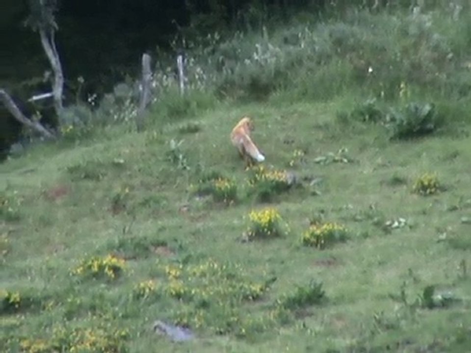 renard sous eylac