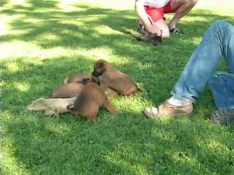 Fidji & ses frères & soeurs