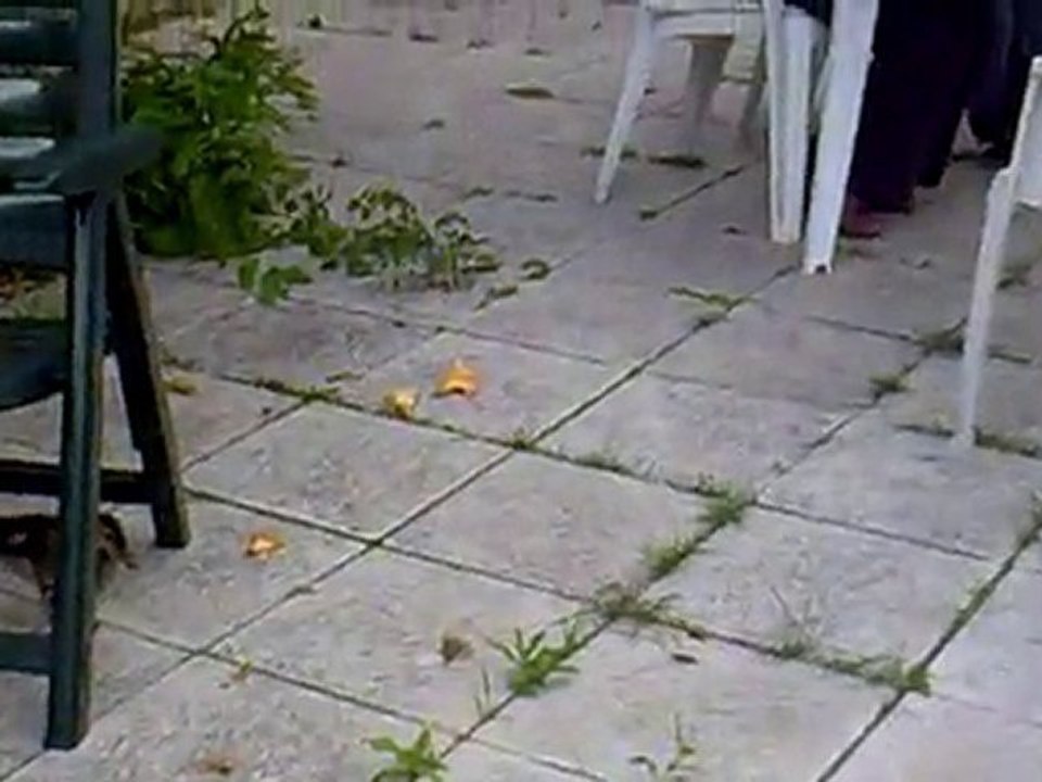 Piou piou a l'attaque!