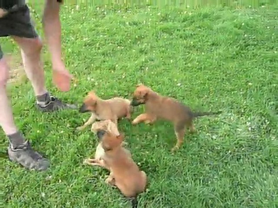 Fidji & ses soeurs 3