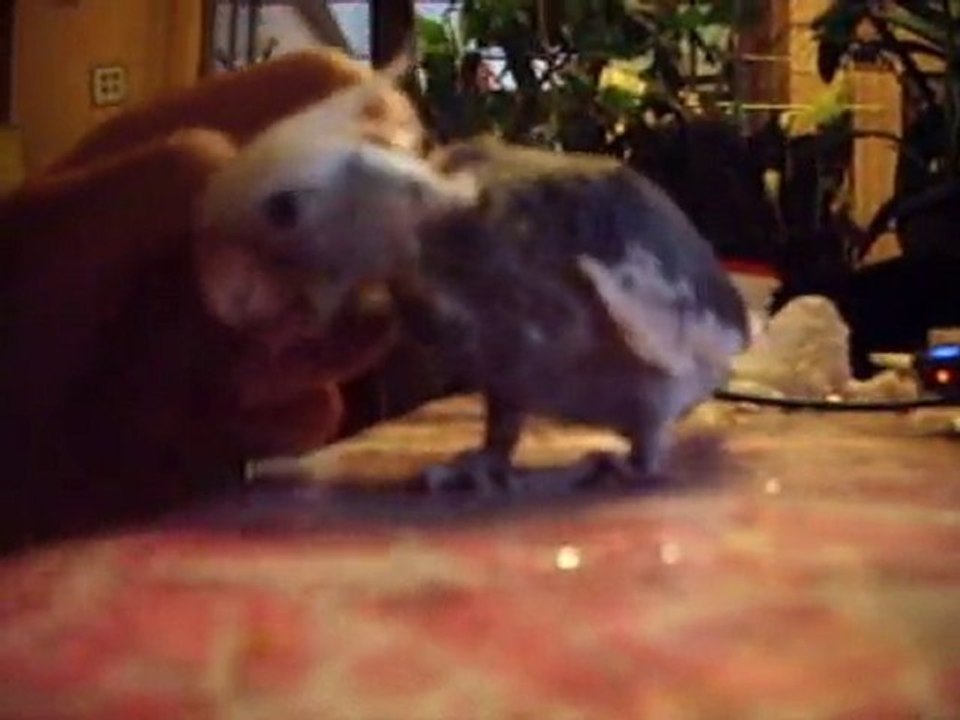 farwest 1er fois obr tourne