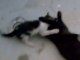 Yaramaz Yavru Kedi ve annesi kara kedi ( Nokia 6600 slide)