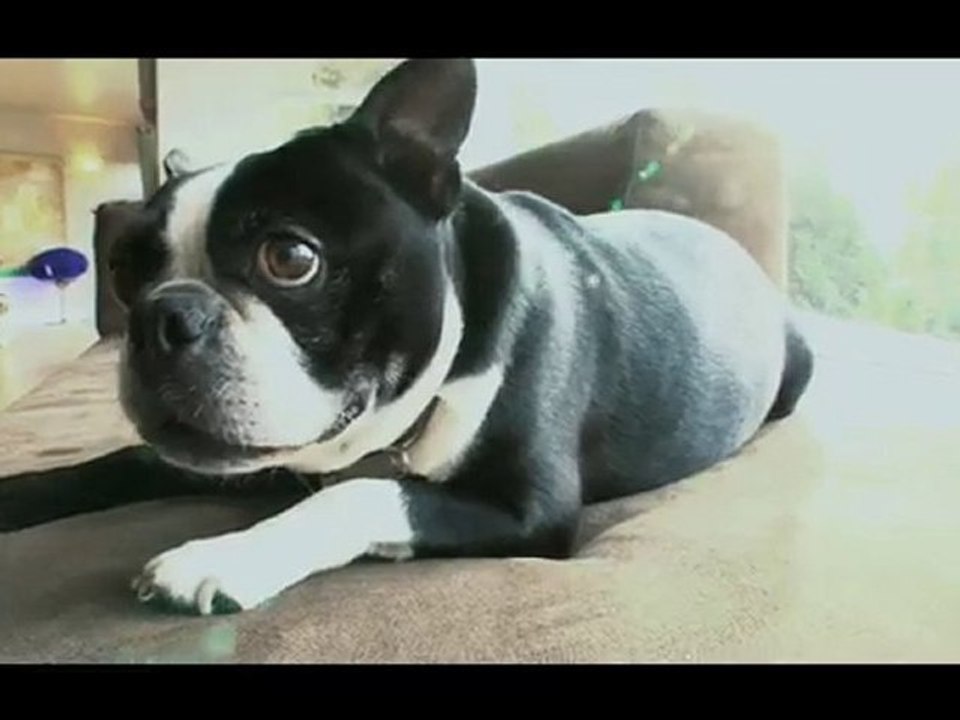 Boston Terrier Shows Small, Overweight Dogs Improve Health