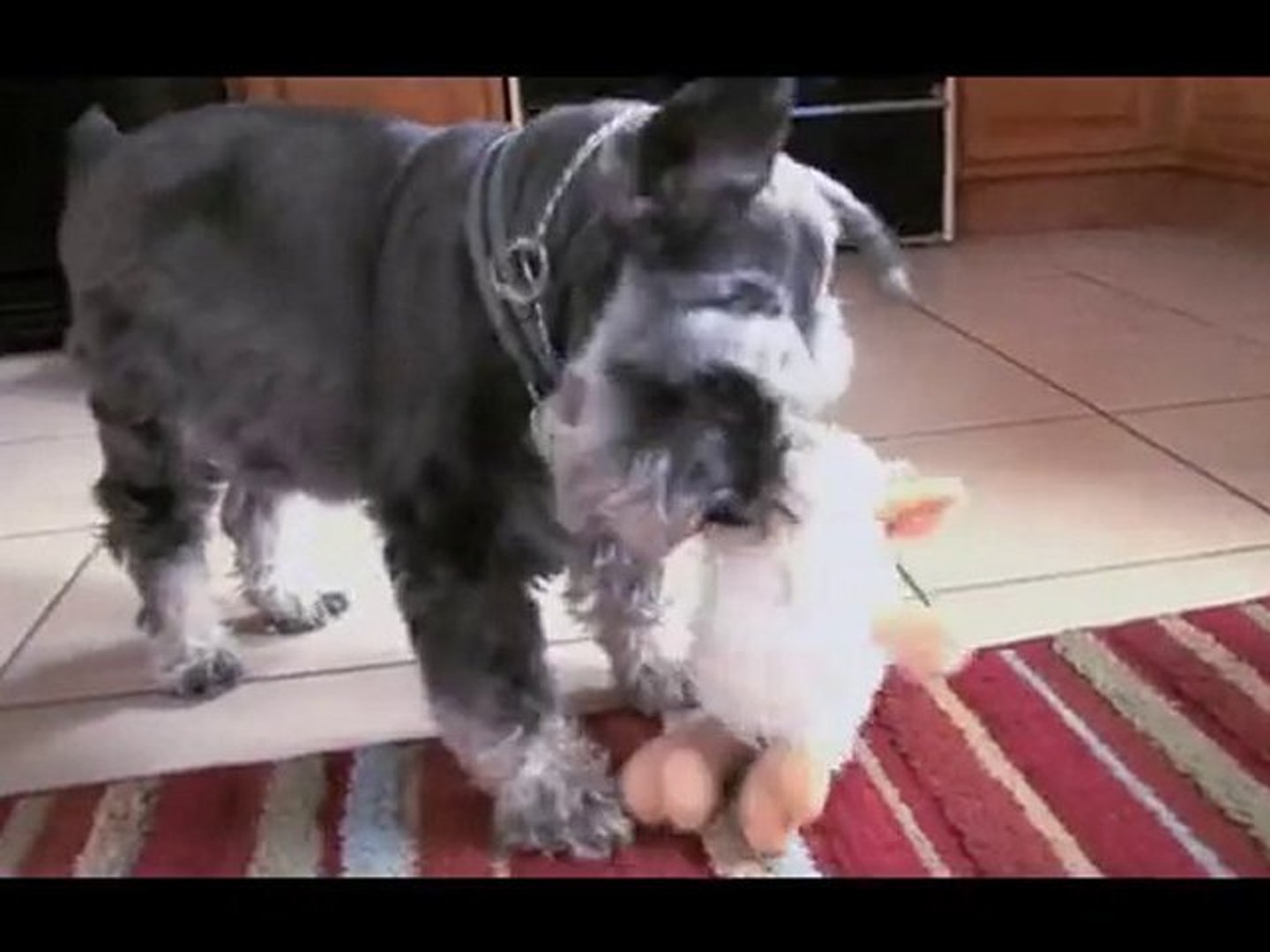 fat schnauzer