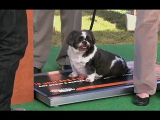 Overweight Shih Tzu Dog Trims Down With Exercise