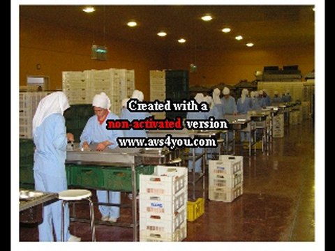 SAMRIOGLU Dried Apricots Processing Stages