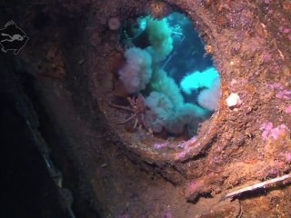 SS Saganaga Wreck Dive (Newfoundland, CA)