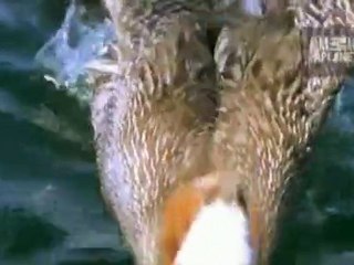 Weird, True   Freaky  Pelican Swallows Pigeon
