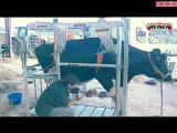 Matériel d'élevage : le métier à bovins Beiser