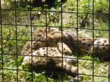 Parc des félins (1) - Bébés ocelots