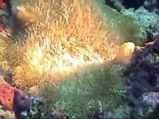 8.- ANEMONES & CLOWNFISH - ANEMONAS Y PAYASOS