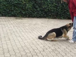 Bambou berger allemand la vallée des secrets, clowneries