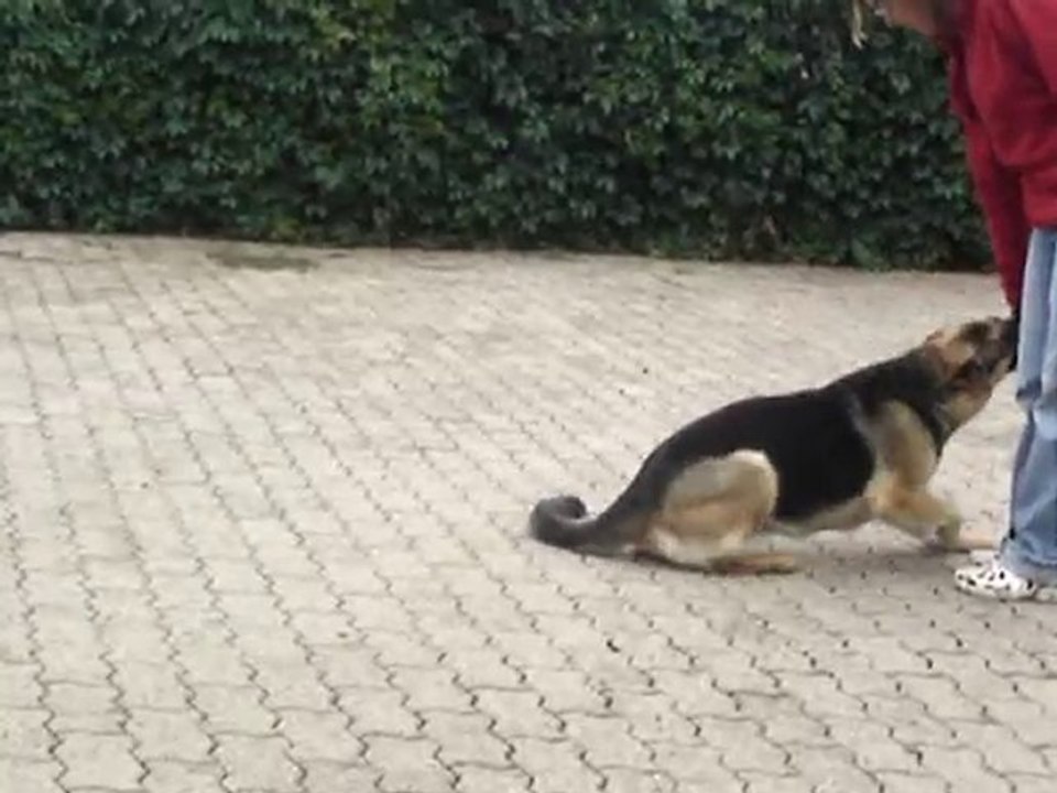 Bambou berger allemand la vallée des secrets, clowneries