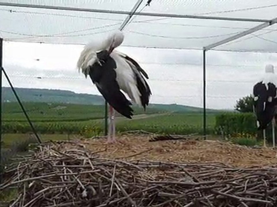 Deux cigognes