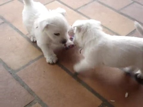 Chiots westies de la Vallée des Secrets, séance de jeux !
