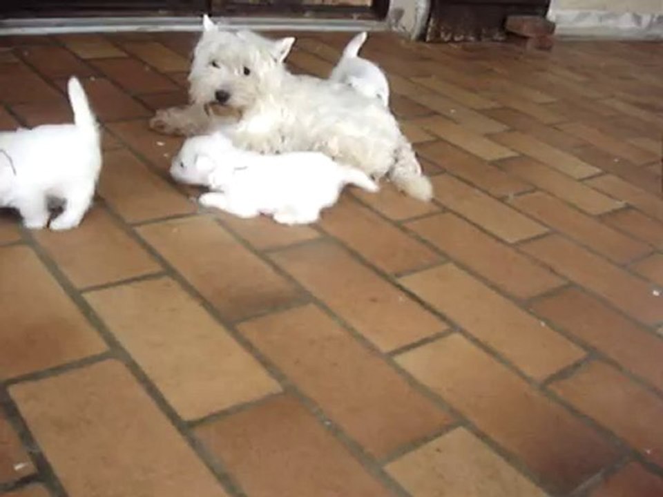 Chiots westies de la Vallée des Secrets, partie de jeux