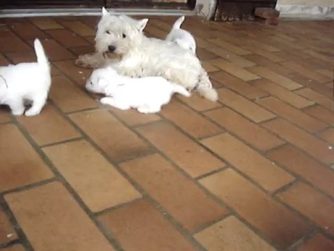 Chiots westies de la Vallée des Secrets, partie de jeux