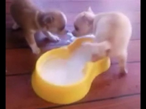 les bébés ont 1 mois le 22juillet 2010