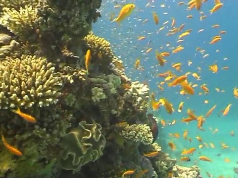 Abu Ramada cave  (mer rouge)