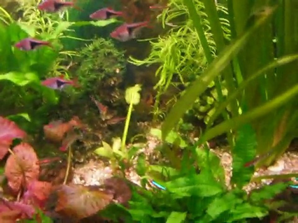 mon aquaruim