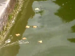 Sashimis au Bassin du Jardin des Tuileries - By Dan Bizet