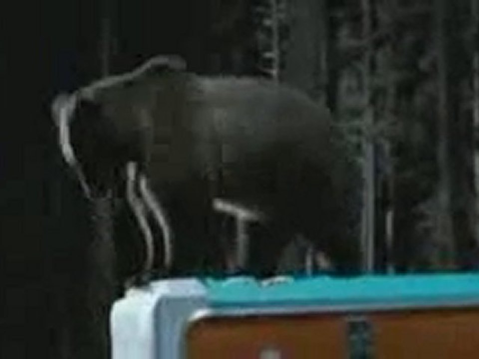 La Forêt Contre-Attaque TV SPOT 30s VF