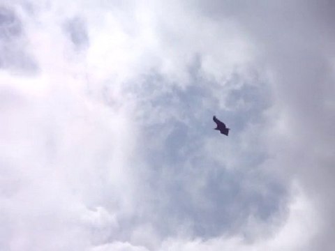 Vautours fauves à la recherche d'un randonneur affaibli