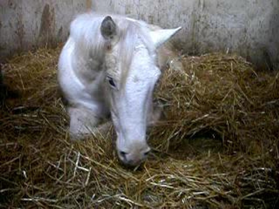 mon bébé cheval couché