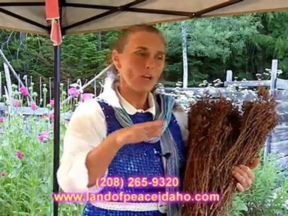 St. Johns Wort organic healing oil