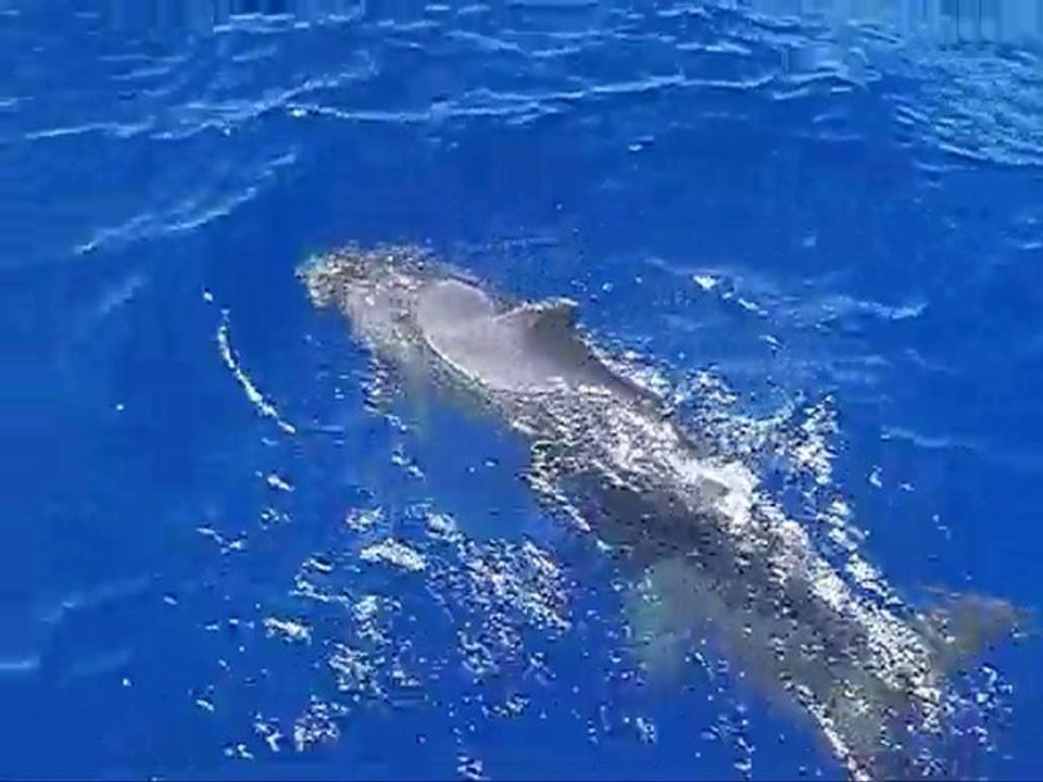 Nager avec les dauphins de Marsa Alam
