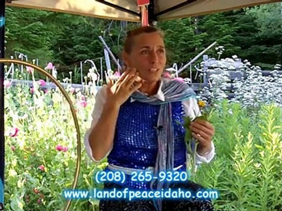 Organic healing oil - Calendula