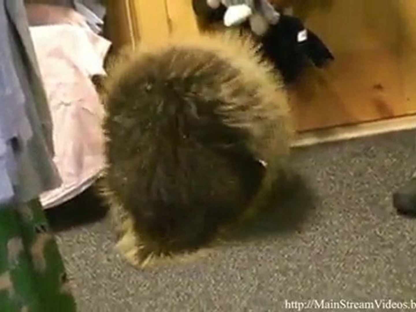 Porcupine Thinks its a Puppy