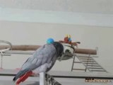 Parrot Entertains Itself