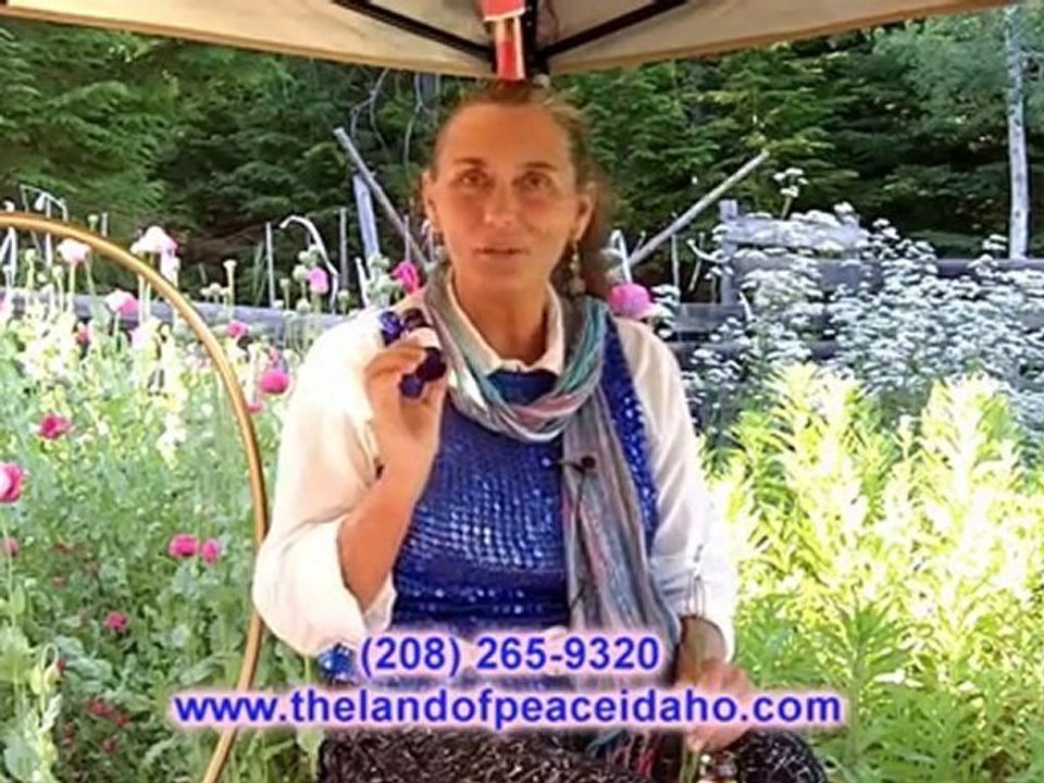 Lavender organic healing oil