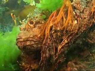 Poor Knights Marine Reserve New Zealand